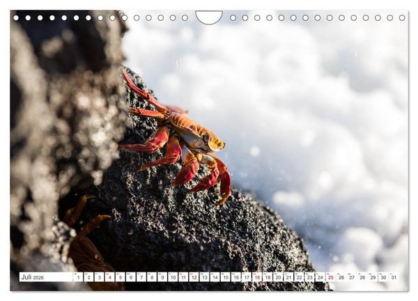 Produktbild: Galapagos-Inseln - Ein Paradies f&uuml;r Tiere (Wandkalender 2026 DIN A4 quer), CALVENDO Monatskalender