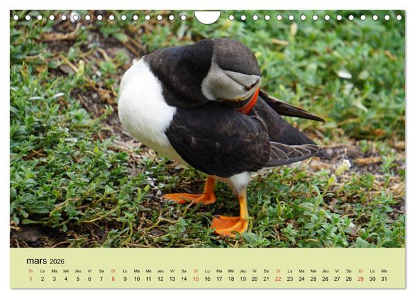 Produktbild: Macareux-moines Des petits oiseaux originaux! (Calendrier mural 2026 DIN A4 vertical), CALVENDO calendrier mensuel