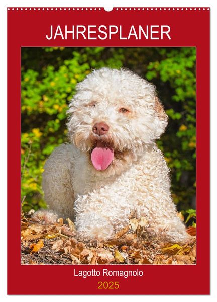 Jahresplaner Lagotto Romagnolo (Wandkalender 2025 DIN A2 hoch), CALVENDO Monatskalender