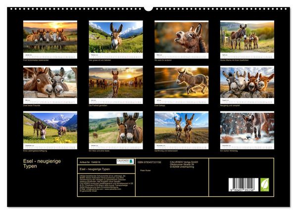 Produktbild: Esel - neugierige Typen (hochwertiger Premium Wandkalender 2026 DIN A2 quer), Kunstdruck in Hochglanz