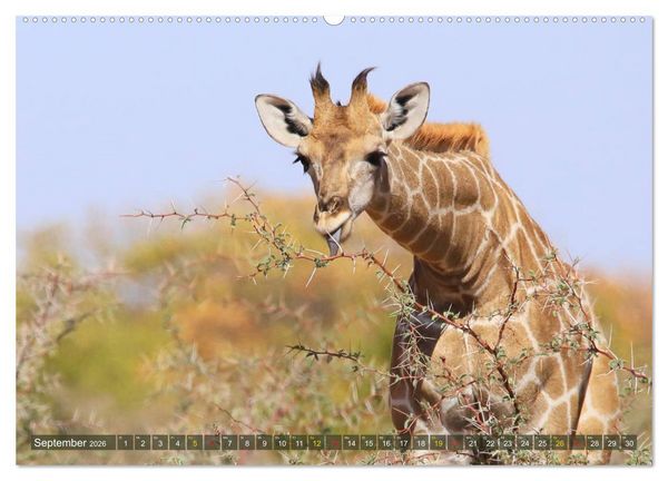 Produktbild: Giraffen - Sanftheit und Anmut (hochwertiger Premium Wandkalender 2026 DIN A2 quer), Kunstdruck in Hochglanz