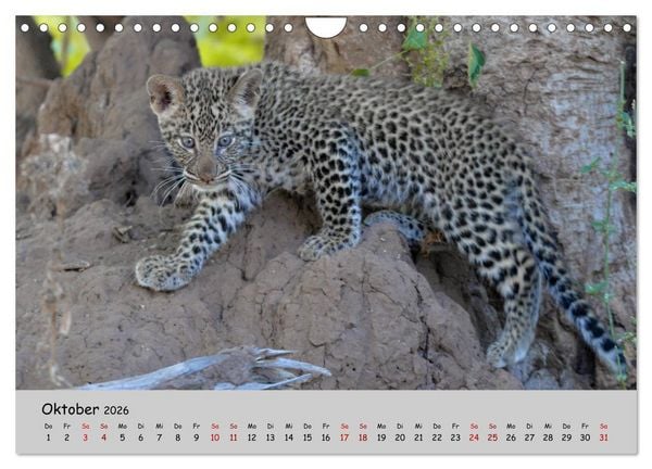 Produktbild: Leoparden - gro&szlig; und klein (Wandkalender 2026 DIN A4 quer), CALVENDO Monatskalender