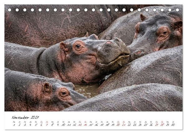 Produktbild: Better Together - Herdenmomente (Tischkalender 2027 DIN A5 quer), CALVENDO Monatskalender