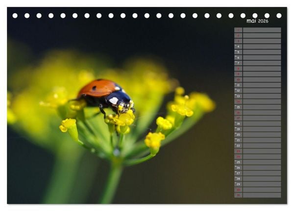 Produktbild: Coccinelles rouges &agrave; points noirs (Calendrier de bureau 2026 DIN A5 vertical), CALVENDO calendrier mensuel