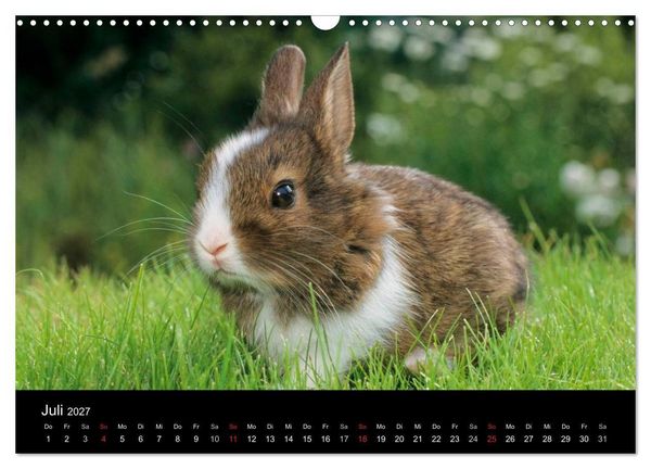 Produktbild: Zwergkaninchen (Wandkalender 2027 DIN A3 quer), CALVENDO Monatskalender