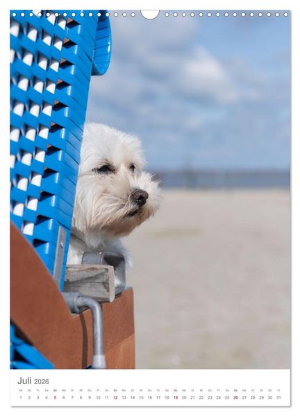 Produktbild: Maltipoo - Malteser - Pudel 2026 (Wandkalender 2026 DIN A3 hoch), CALVENDO Monatskalender