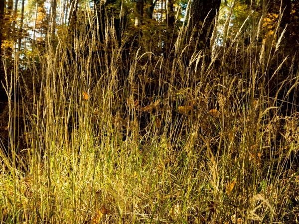 Produktbild: CALVENDO Puzzle Im Burgwald bei Mellnau | 1000 Teile Lege-Gr&ouml;&szlig;e 64 &times; 48 cm Foto-Puzzle f&uuml;r gl&uuml;ckliche Stunden