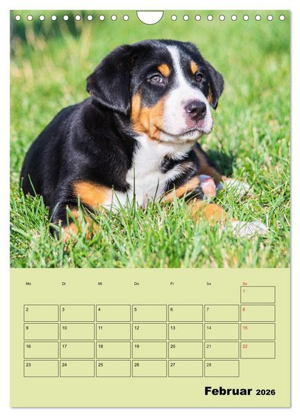 Produktbild: Familienplaner Gro&szlig;er Schweizer Sennenhund (Wandkalender 2026 DIN A4 hoch), CALVENDO Monatskalender