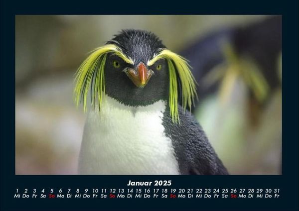 Produktbild: Welt der Tiere 2025 Fotokalender DIN A4