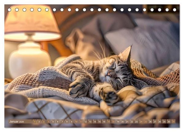 Produktbild: Katzen-Alltag - Ein witziges Jahr mit Kater Tommy (Tischkalender 2026 DIN A5 quer), CALVENDO Monatskalender