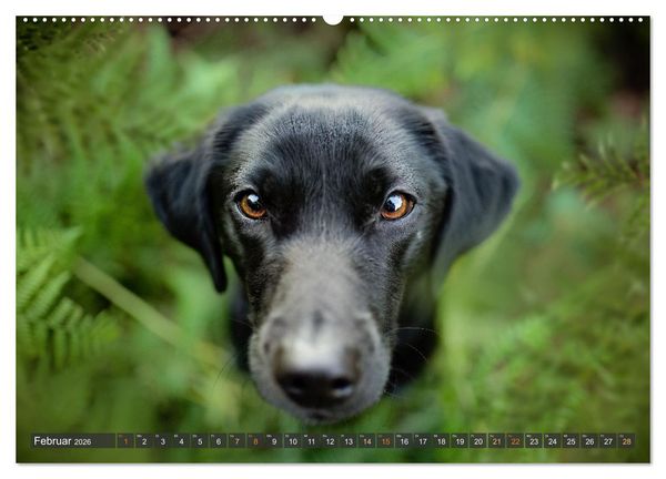 Produktbild: bunte Tierfotografie an Land und im Wasser (hochwertiger Premium Wandkalender 2026 DIN A2 quer), Kunstdruck in Hochglanz