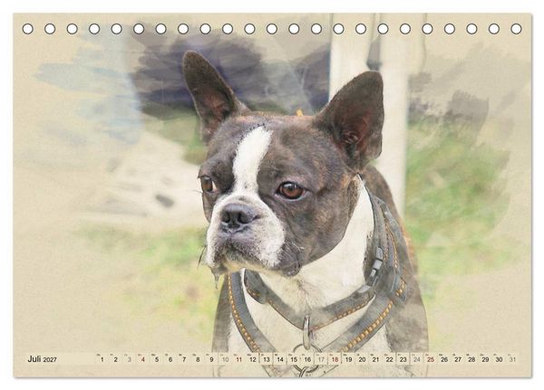 Produktbild: Franz&ouml;sische Bulldoggen (Tischkalender 2027 DIN A5 quer), CALVENDO Monatskalender