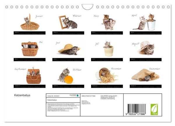 Produktbild: Katzenbabys (Wandkalender 2026 DIN A4 quer), CALVENDO Monatskalender