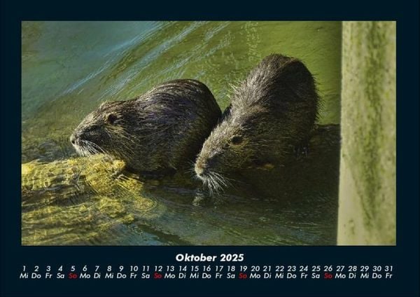 Produktbild: Welt der Tiere 2025 Fotokalender DIN A4