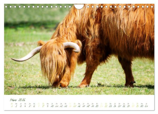 Produktbild: Das Hochlandrind (Wandkalender 2026 DIN A4 quer), CALVENDO Monatskalender