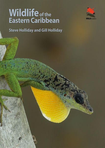 Produktbild: Wildlife of the Eastern Caribbean