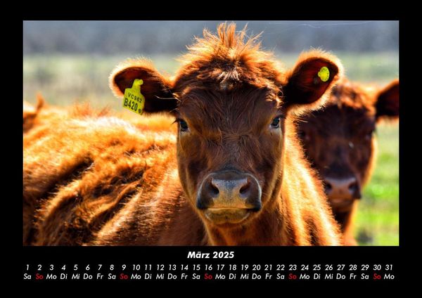 Produktbild: Kuhkalender 2025 Fotokalender DIN A3