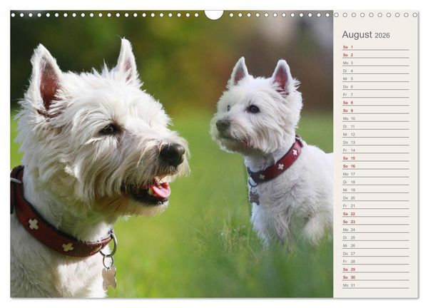 Produktbild: West Highland White Terrier - Selbstbewustes Powerpaket - der Westie (Wandkalender 2026 DIN A3 quer), CALVENDO Monatskalender