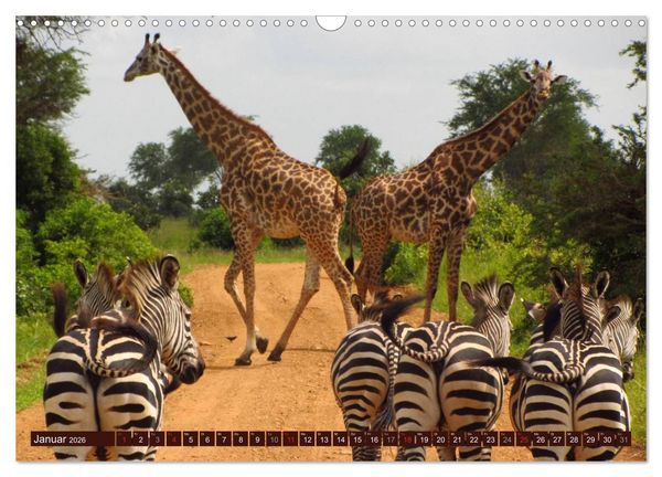 Produktbild: Afrikas wilde Sch&ouml;nheiten (Wandkalender 2026 DIN A3 quer), CALVENDO Monatskalender