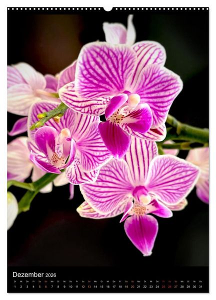 Produktbild: Orchideen - Exoten im Wohnzimmer (hochwertiger Premium Wandkalender 2026 DIN A2 hoch), Kunstdruck in Hochglanz