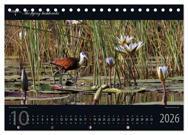 Produktbild: Botswana Blickwinkel 2026 (Tischkalender 2026 DIN A5 quer), CALVENDO Monatskalender