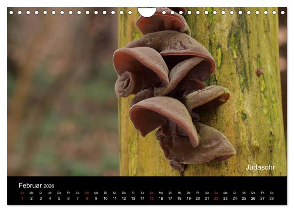 Produktbild: Pilzkalender (Wandkalender 2026 DIN A4 quer), CALVENDO Monatskalender