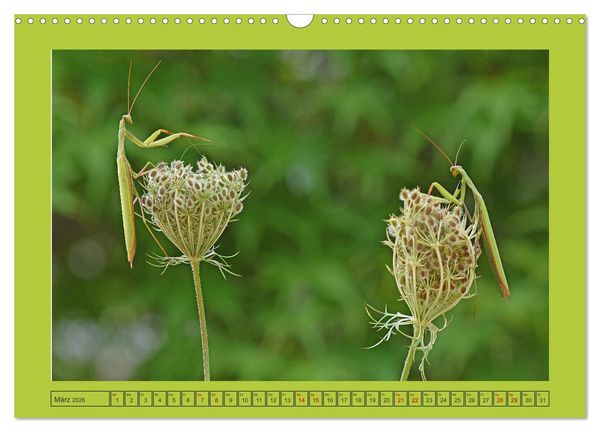 Produktbild: Die Gottesanbeterin Mantis Religiosa (Wandkalender 2026 DIN A3 quer), CALVENDO Monatskalender