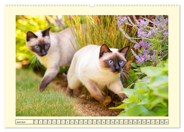 Produktbild: Edle Siamkatzen. Anmut und Charakter im Spiel mit der Natur (Wandkalender 2026 DIN A2 quer), CALVENDO Monatskalender