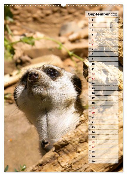 Produktbild: Erdm&auml;nnchen, putzige Kerlchen mit gro&szlig;en Knopfaugen (Wandkalender 2026 DIN A2 hoch), CALVENDO Monatskalender