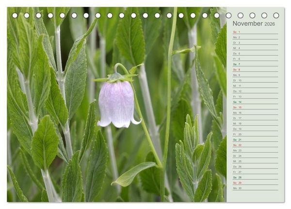 Produktbild: Liebenswerte Gl&ouml;ckchen (Tischkalender 2026 DIN A5 quer), CALVENDO Monatskalender