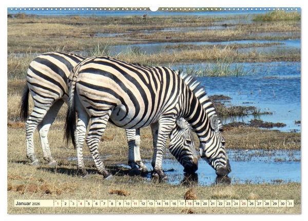 Produktbild: Wildes Leben in Botswana (hochwertiger Premium Wandkalender 2026 DIN A2 quer), Kunstdruck in Hochglanz