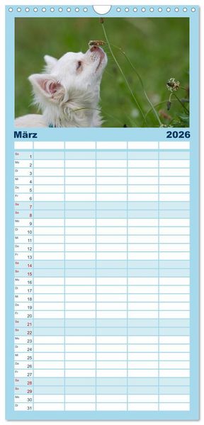 Produktbild: Familienplaner 2026 - Chihuahuas - kleine Herzensbrecher mit 5 Spalten (Wandkalender, 21 x 45 cm) CALVENDO