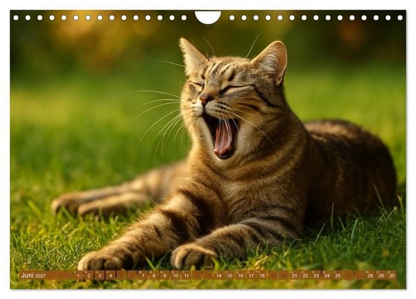 Produktbild: Katzenblicke &ndash; Eleganz und Anmut (Wandkalender 2027 DIN A4 quer), CALVENDO Monatskalender
