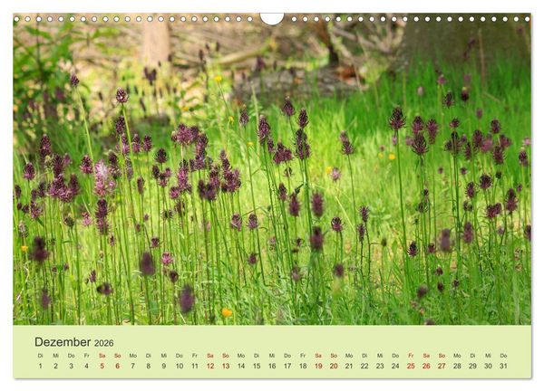 Produktbild: Wilde Blumen - ein Spaziergang durch die Natur (Wandkalender 2026 DIN A3 quer), CALVENDO Monatskalender