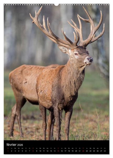Produktbild: LE CERF EN FRANCE (Calendrier mural 2026 DIN A2 horizontal) calendrier de bureau