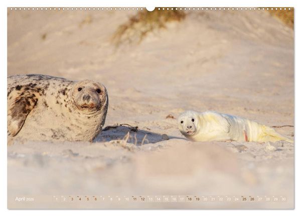 Produktbild: Helgoland - Das Leben auf der D&uuml;ne Helgolands (Wandkalender 2026 DIN A2 quer), CALVENDO Monatskalender