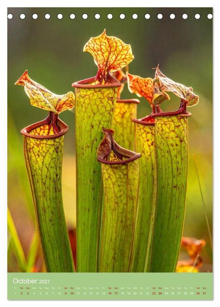 Produktbild: Bizarre Carnivores (Desk Calendar 2027 DIN A5 portrait), CALVENDO 12 Month DeskCalendar
