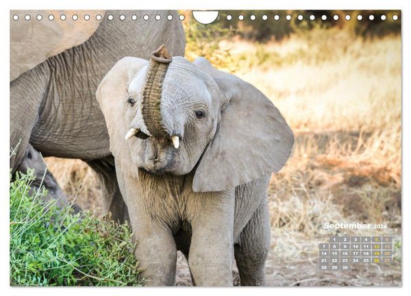 Produktbild: Babyelefanten (Wandkalender 2026 DIN A4 quer), CALVENDO Monatskalender