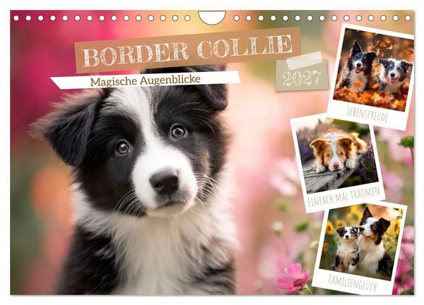 Produktbild: Border Collie - Magische Augenblicke (Wandkalender 2027 DIN A4 quer), CALVENDO Monatskalender