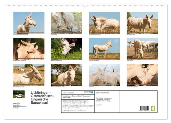 Produktbild: Lichtbringer - &Ouml;sterreichisch-Ungarische Barockesel (Wandkalender 2026 DIN A2 quer), CALVENDO Monatskalender