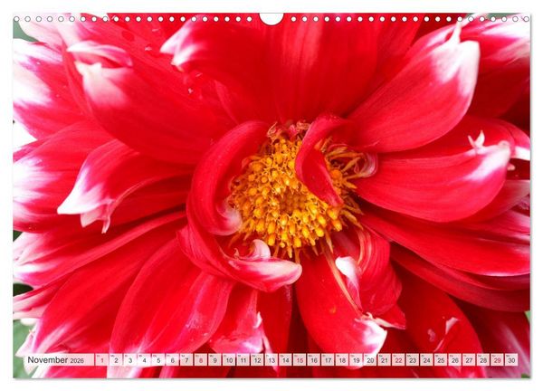 Produktbild: Roter Glanz Bl&uuml;tenpracht (Wandkalender 2026 DIN A3 quer), CALVENDO Monatskalender