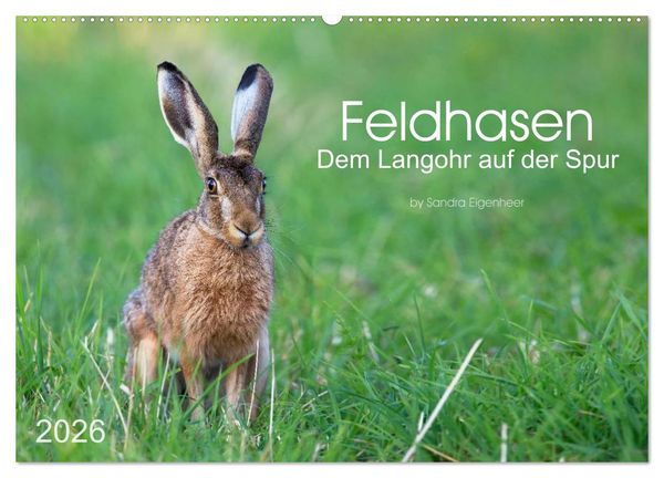 Produktbild: Feldhasen - dem Langohr auf der Spur (Wandkalender 2026 DIN A2 quer), CALVENDO Monatskalender