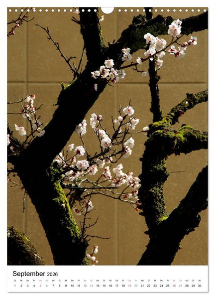 Produktbild: Japan - Kirschbl&uuml;ten (Wandkalender 2026 DIN A3 hoch), CALVENDO Monatskalender