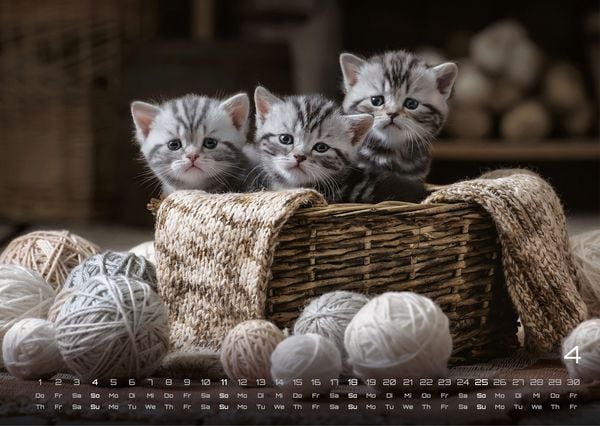 Produktbild: Miau Kids - kleine Tiger ganz gro&szlig; - Der Katzenkalender - 2027 - Kalender DIN A3