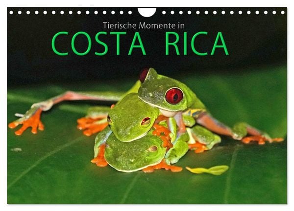 Produktbild: COSTA RICA - Tierische Momente (Wandkalender 2026 DIN A4 quer), CALVENDO Monatskalender