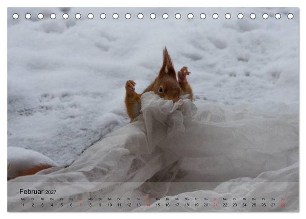 Produktbild: Spa&szlig; mit Eichh&ouml;rnchen! (Tischkalender 2027 DIN A5 quer), CALVENDO Monatskalender