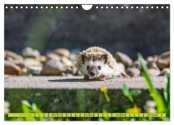 Produktbild: Atelerix - Afrikanische Wei&szlig;bauchigel (Wandkalender 2026 DIN A4 quer), CALVENDO Monatskalender