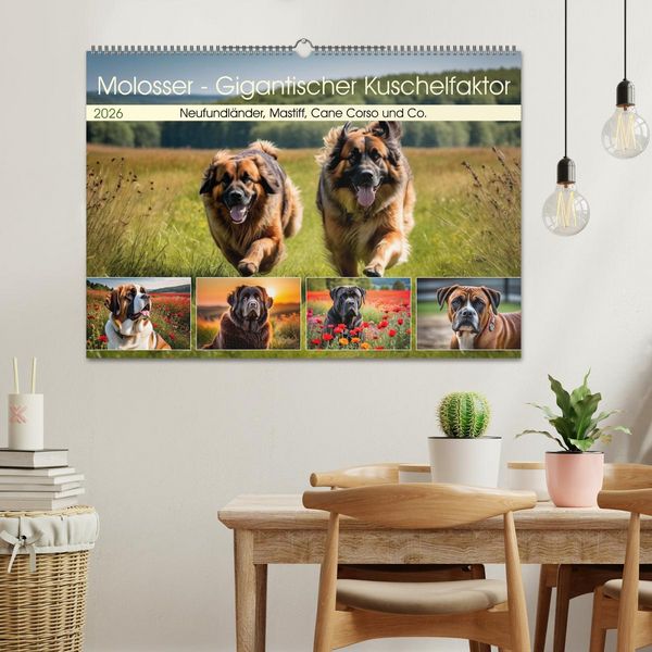 Produktbild: Molosser - Gigantischer Kuschelfaktor (Wandkalender 2026 DIN A2 quer), CALVENDO Monatskalender