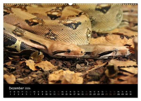 Produktbild: Reptilien 2026 (hochwertiger Premium Wandkalender 2026 DIN A2 quer), Kunstdruck in Hochglanz