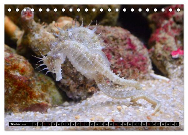 Produktbild: Fische und Meerestiere (Tischkalender 2026 DIN A5 quer), CALVENDO Monatskalender